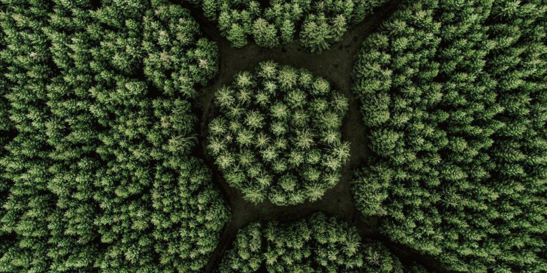 Natur Wald von oben small